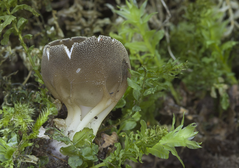 Helvella solitaria